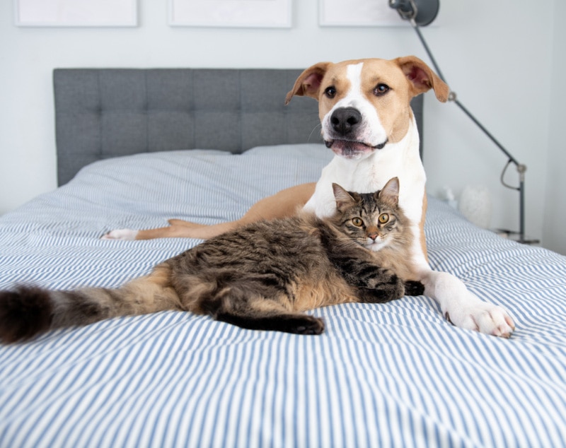 dog and cat lying on the hotel room bed