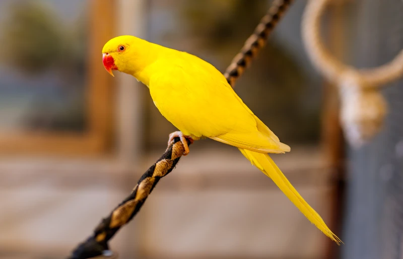 Lutino Indian Ringneck - YouTube