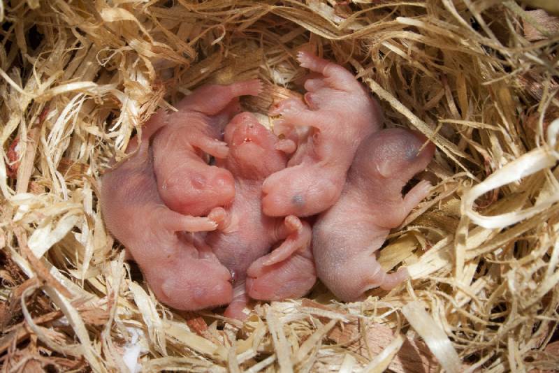 five newborn hamster on wood shavings