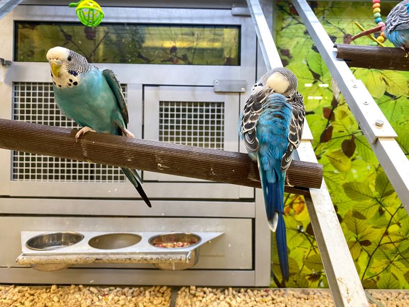 flock blue and white parakeets in an aquarium for sale at a Petsmart pet superstore