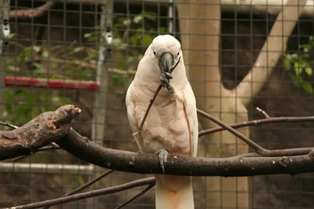 Large Bird Cage