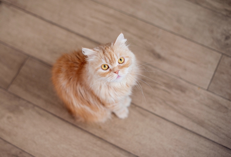 ginger cat sitting on wooden floor and looking up