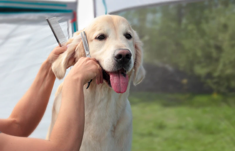 golden retriever dog being groomed by getting a haircut