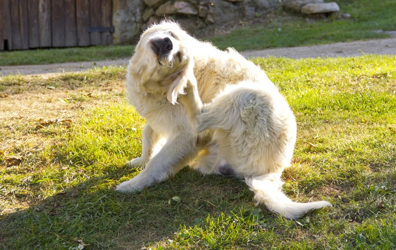 golden retriever dog scratching