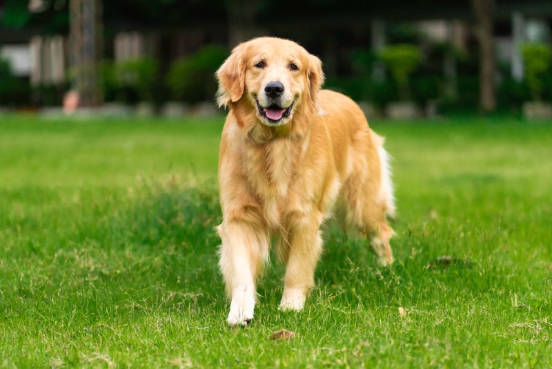 golden retriever dog walking on grass at the park