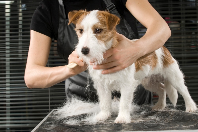 groomer stripping the hair of jack russell terrier dog