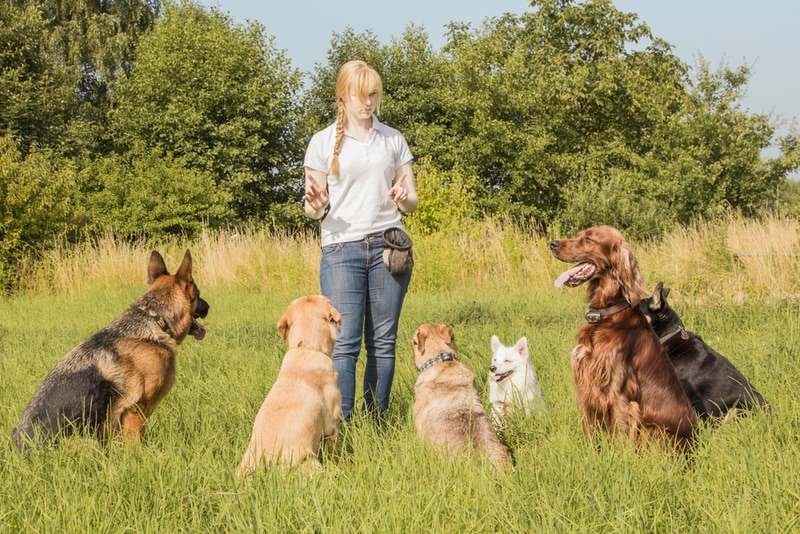 group of dogs listening to dog trainer