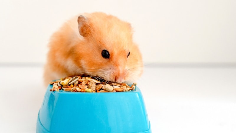 hamster eating a bowl of vegetables and fruits