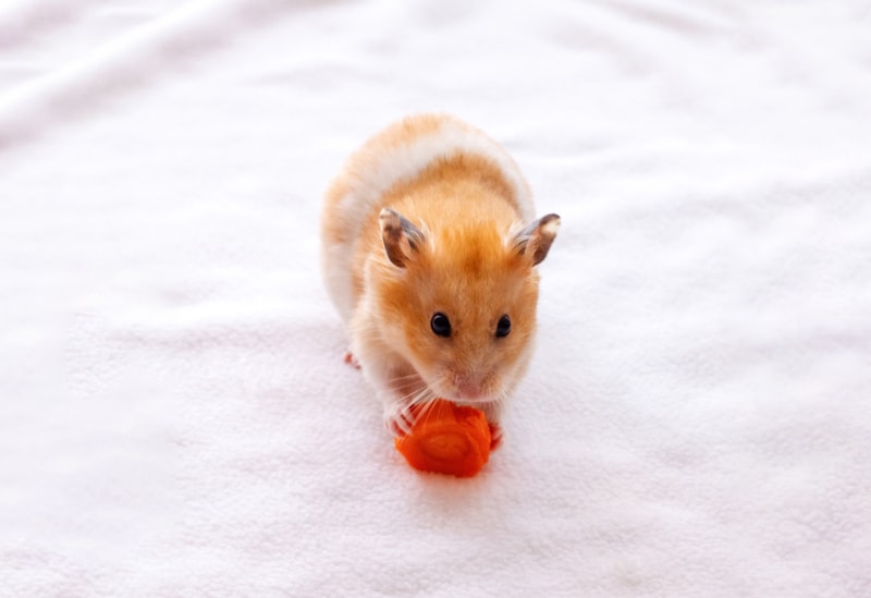 hamster eating a carrot