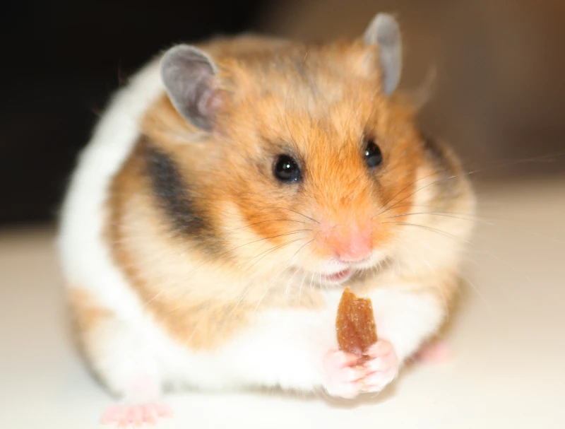 hamster eating a raisin