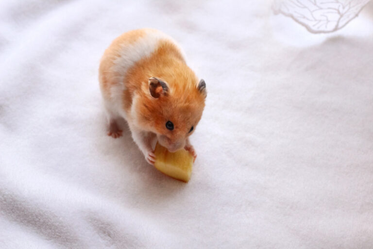 What Fruits & Vegetables Can Hamsters Eat? VetApproved List Hepper