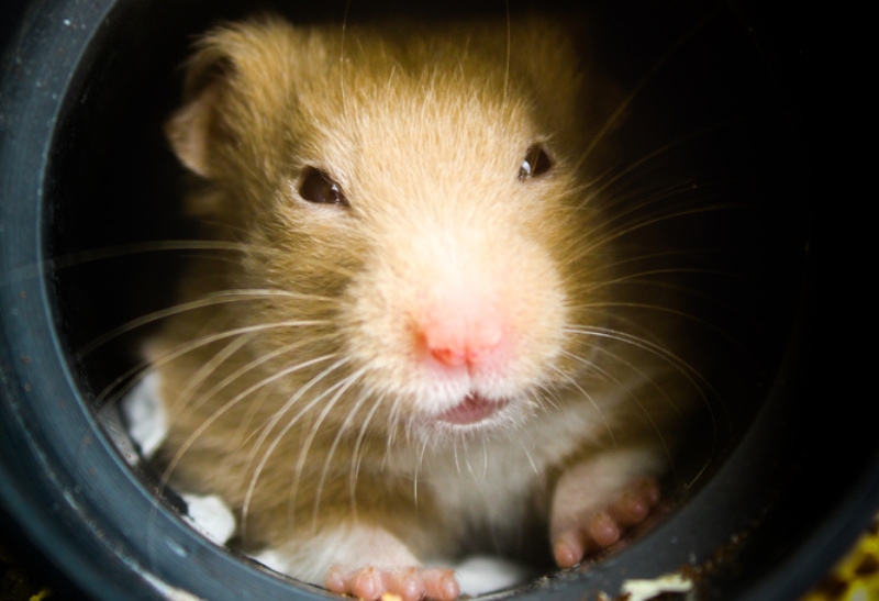 hamster hiding in the tube or pipe
