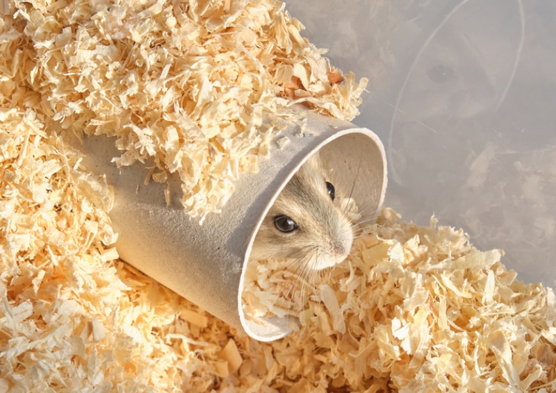 hamster in a pipe or tube