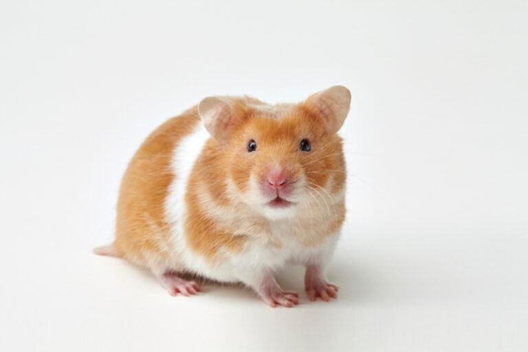 Can Hamsters Eat Noodles? VetApproved Facts & Safety Guide Hepper