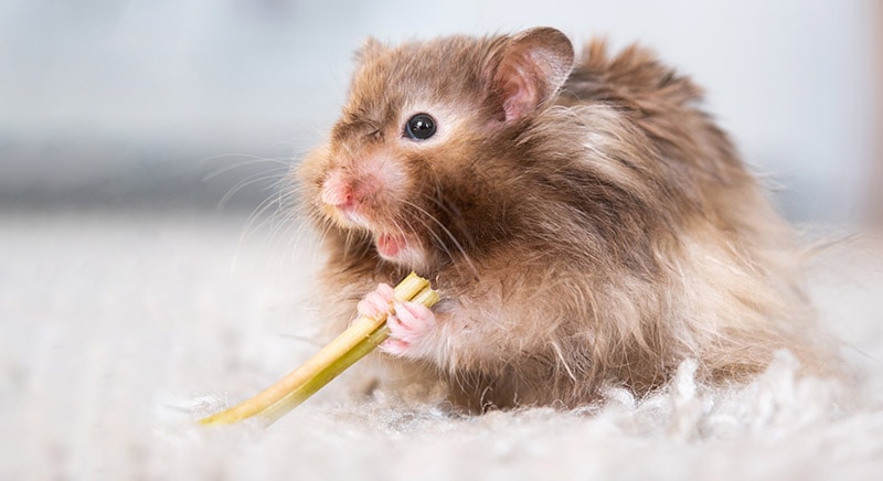 hamster screaming while eating