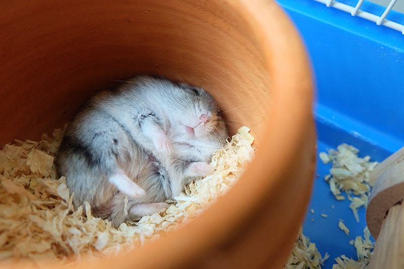 hamster sleeping inside the bowl