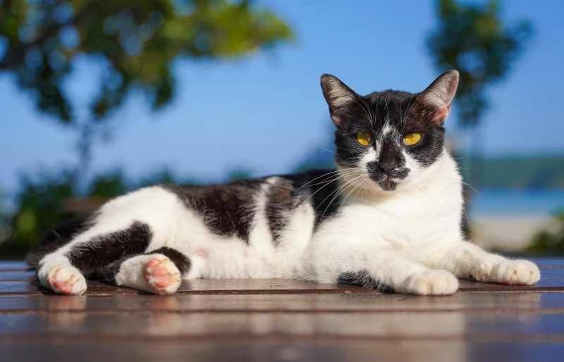 harlequin cat lying on a table outside
