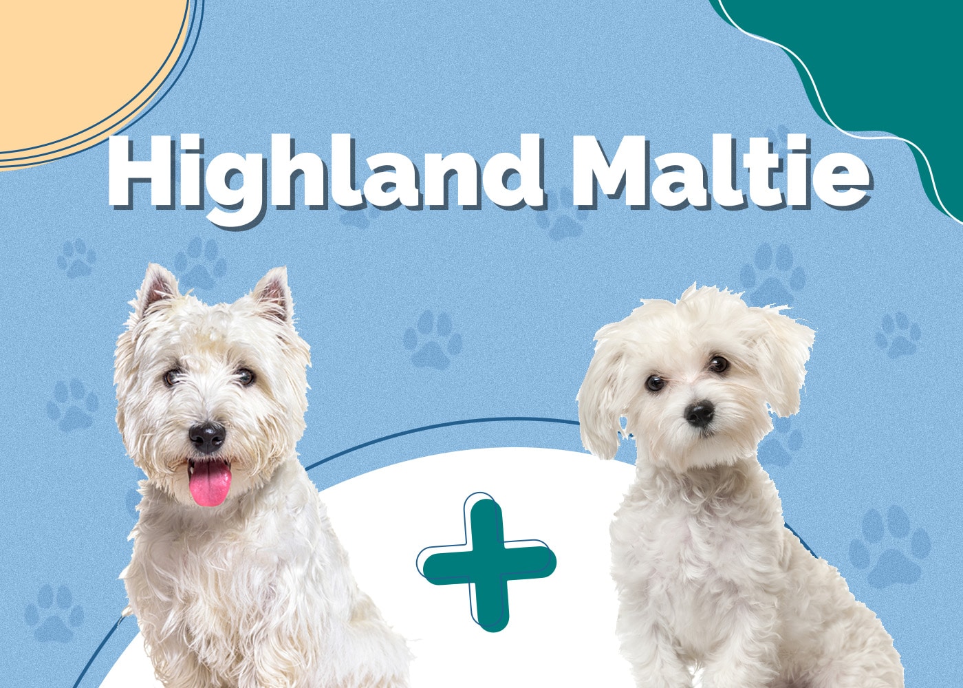 highland maltie