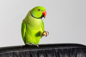 indian ring-necked parakeet bird enjoying a treat