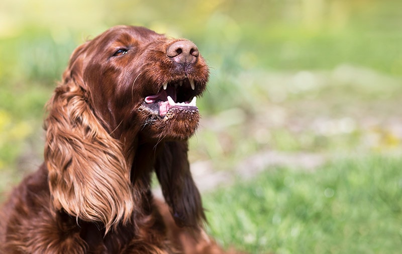irish setter dog barking
