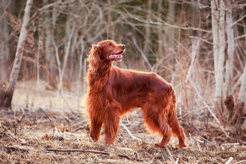 irish setter dog in the forest