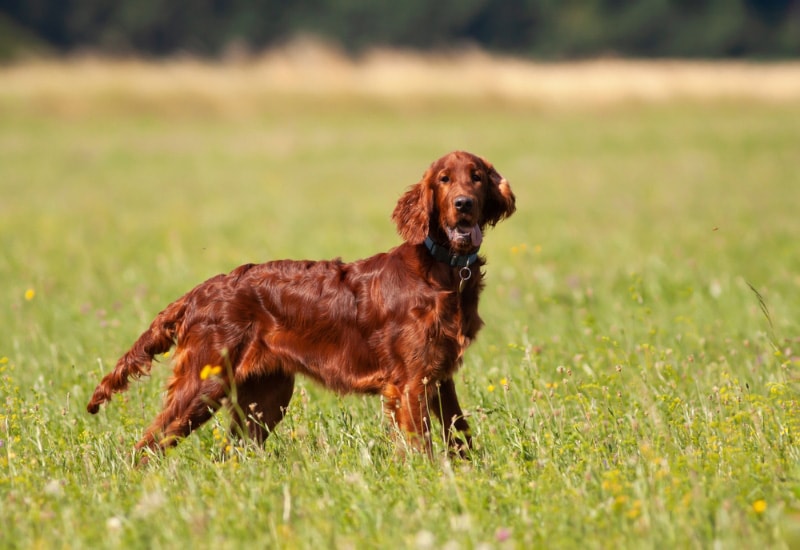 irish setter dog panting in the meadow