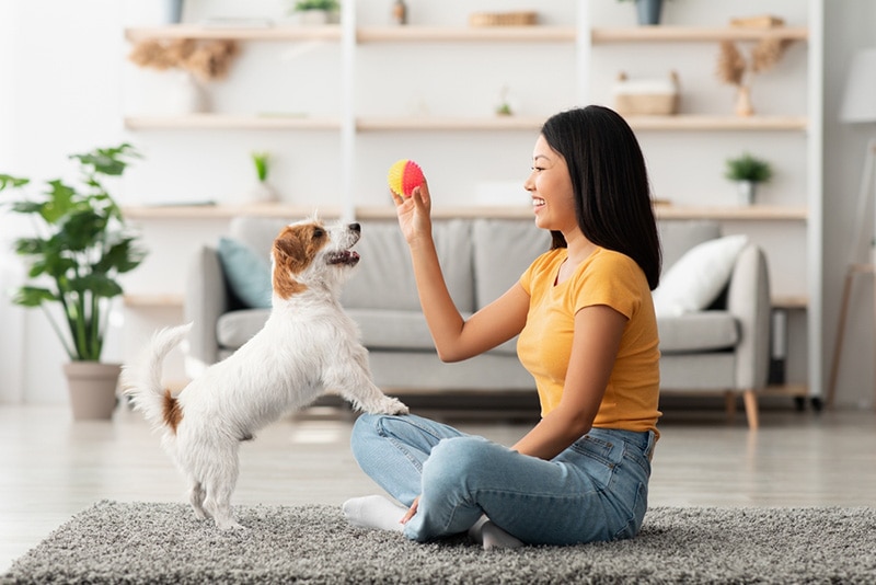 jack russel terrier playing training with owner