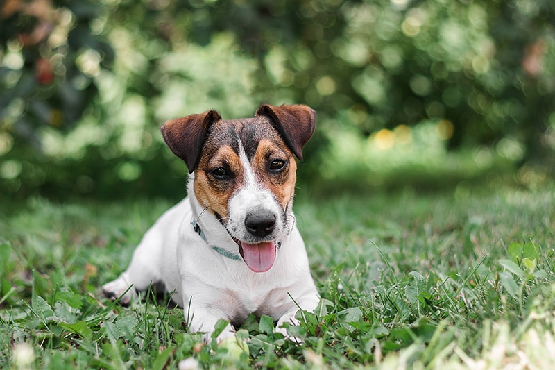 jack russell terrier dog lying in the grass