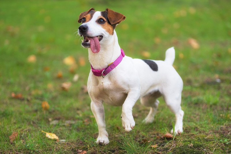 Jack Russell terrier dog standing with one leg up