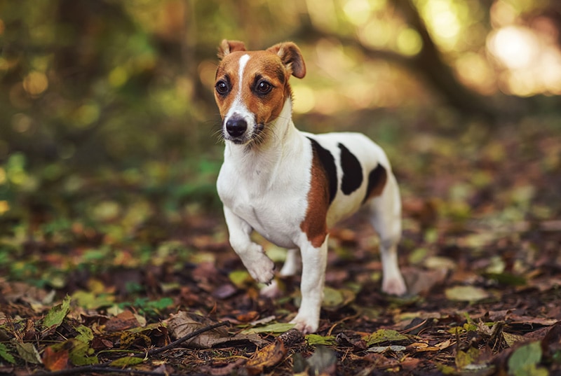Jack Russell terrier dog with ears back