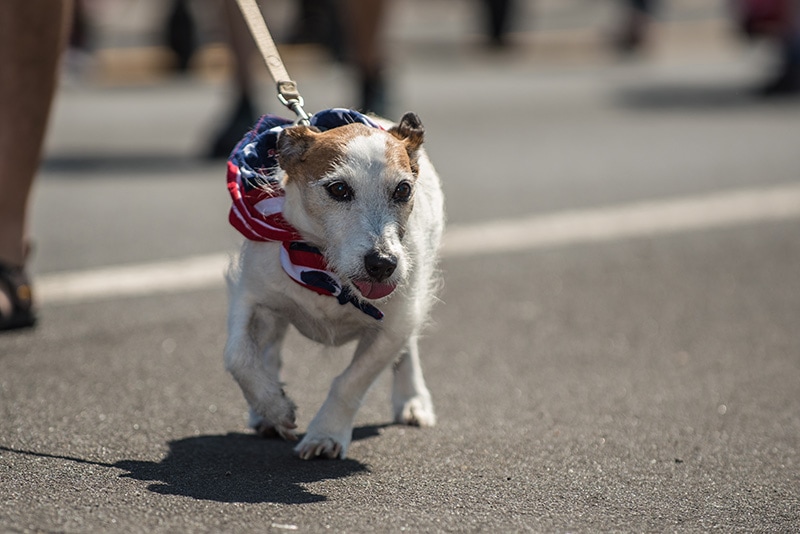 jack schnauzer dog going for a walk