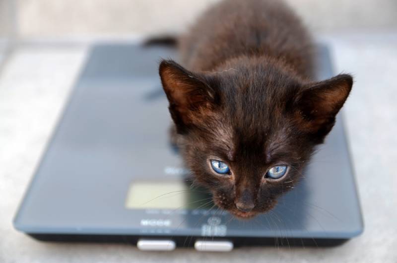 kitten on a weighing scale