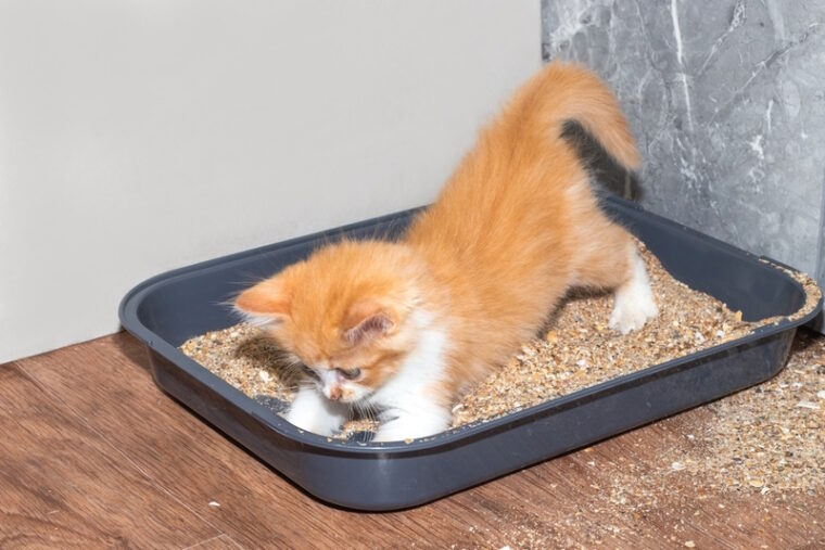 Can You Put Baking Soda in Cat Litter? VetReviewed Safety Facts Hepper
