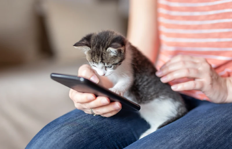 kitten touching the screen of mobile phone while on a woman's lap