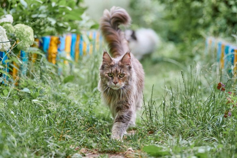 maine coon cat walking in the garden