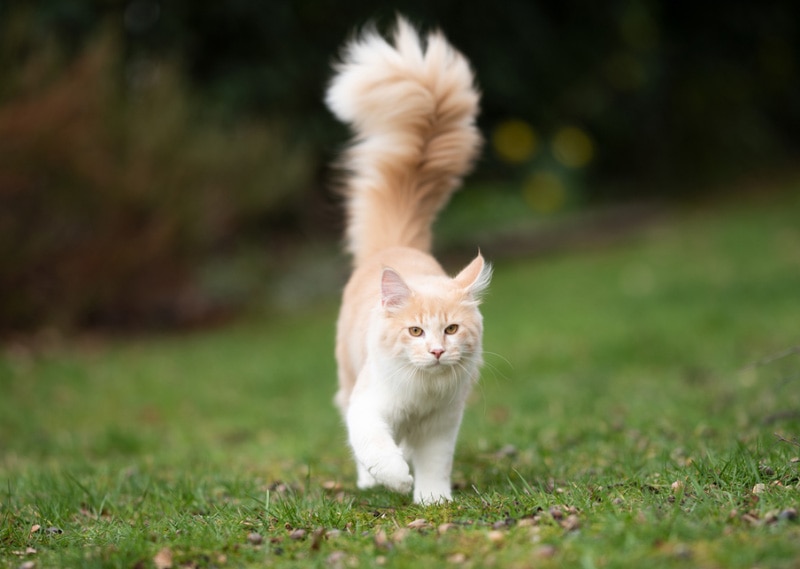 maine coon cat with large fluffy tail walking on grass