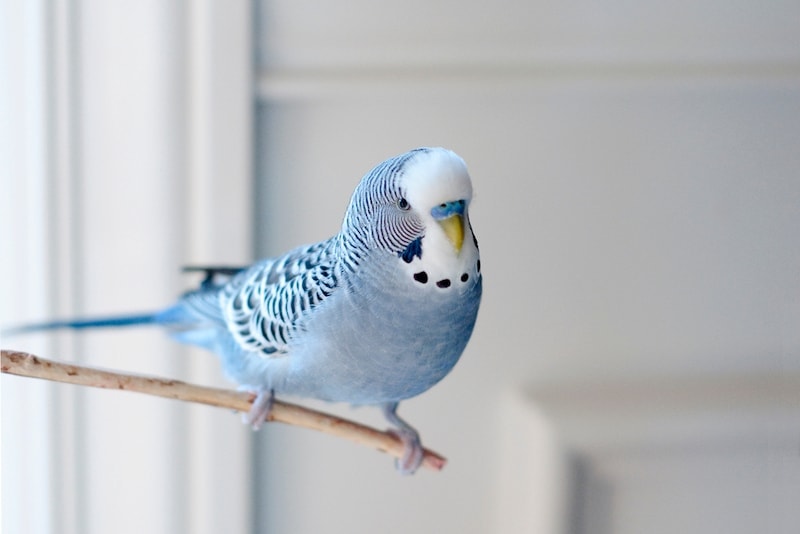 male blue budgie parakeet bird sitting on tree branch