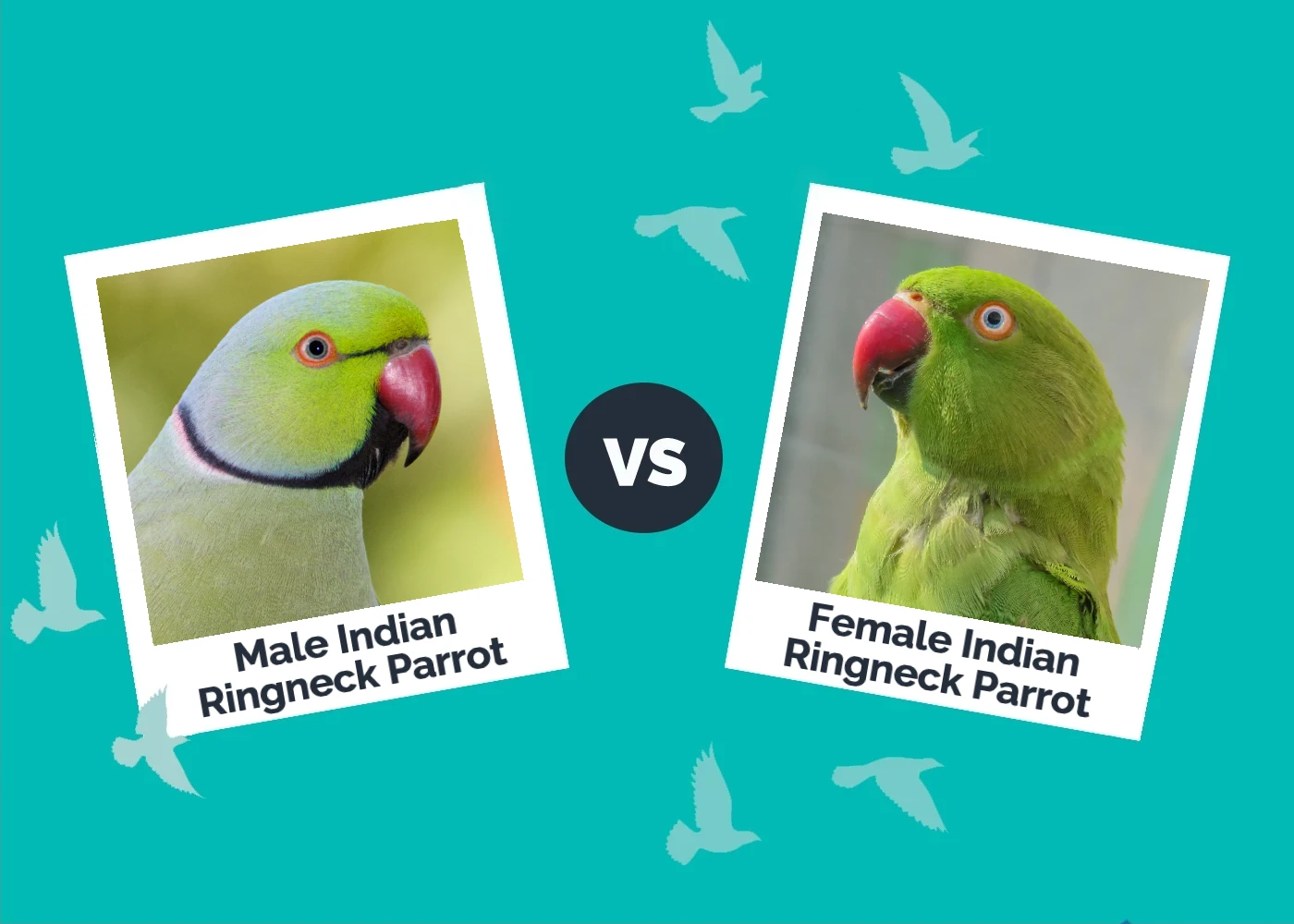 male vs female indian ringneck parrot - Featured Image
