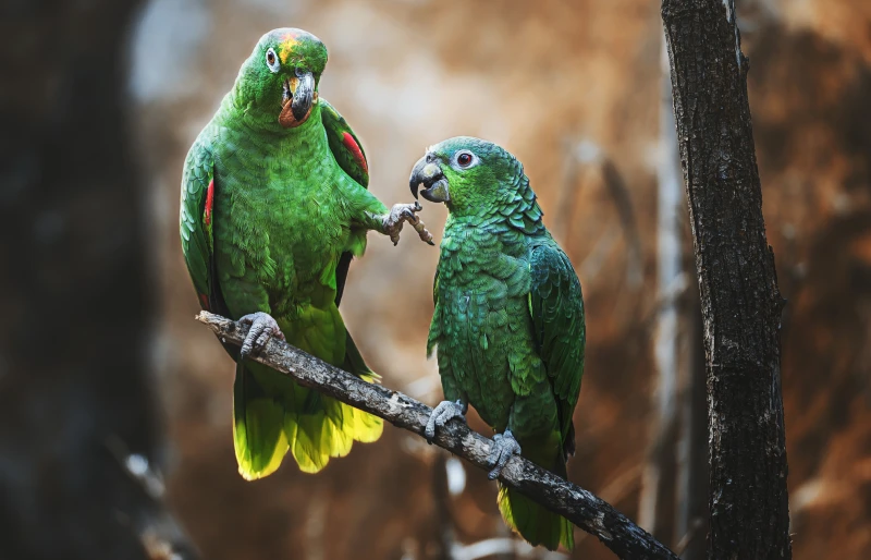 mealy amazon parrot birds perched on a branch (Amazona farinosa farinosa)