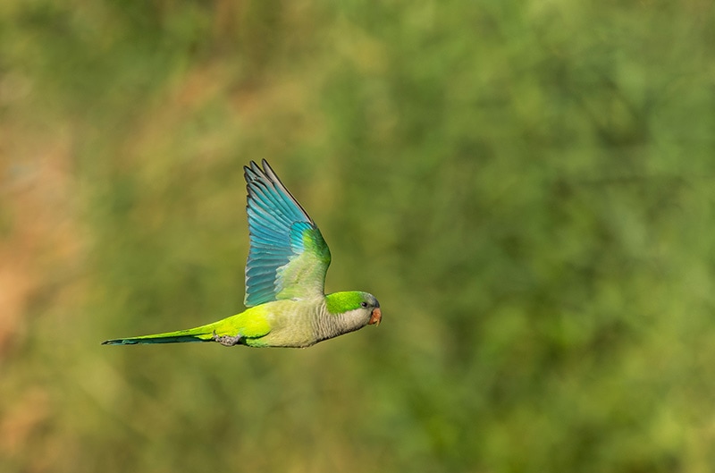 monk parakeet bird flying