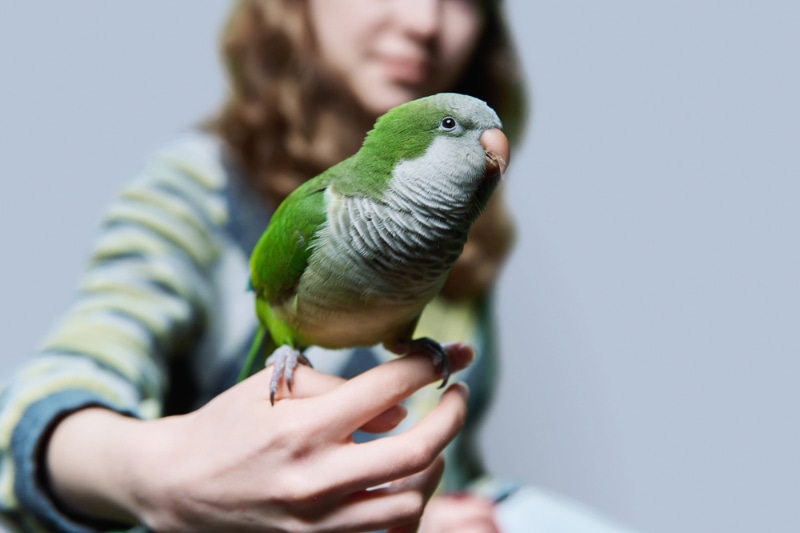 monk parakeet bird perching on girl's fingers