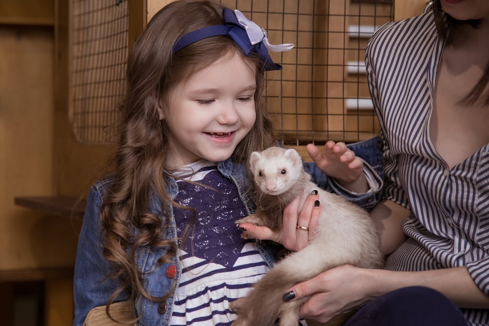 mother and daughter are holding a carnivorous white ferret and stroking