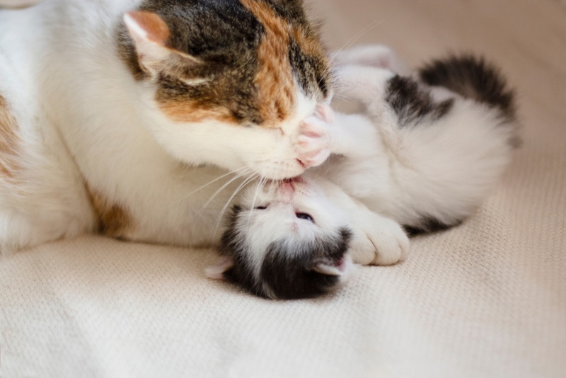 mother cat licking her kitten