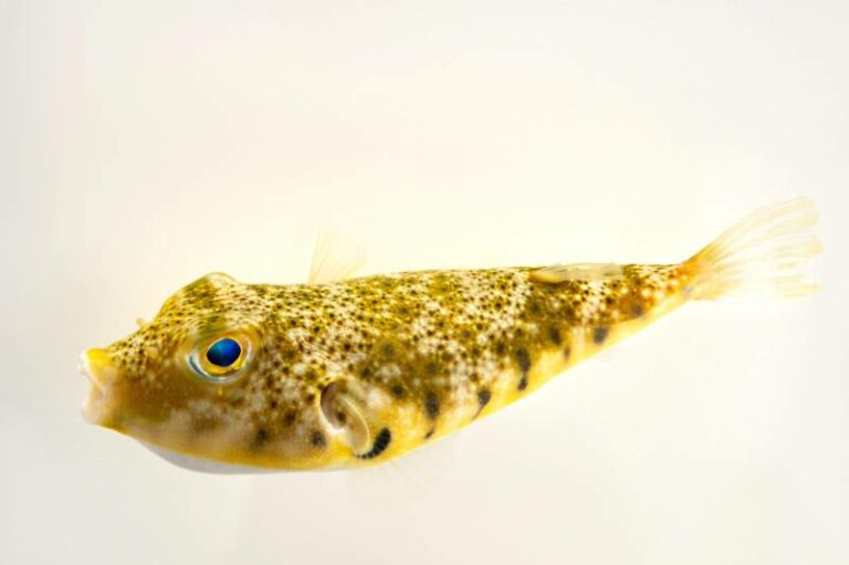 8 Types of Saltwater Puffer Fish: Info, Pictures, Facts & History | Hepper