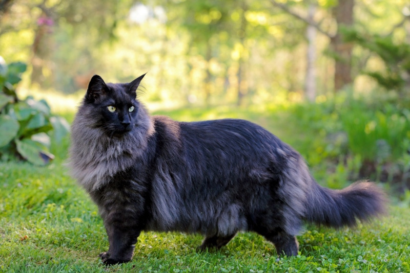 norwegian forest cat standing on grass