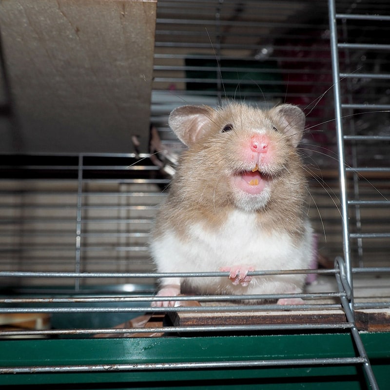 open mouth hamster on the door of its cage