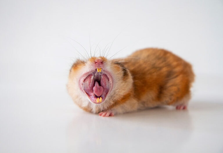 What Does a Hamster Screaming Mean? Vet Approved Explanation Hepper