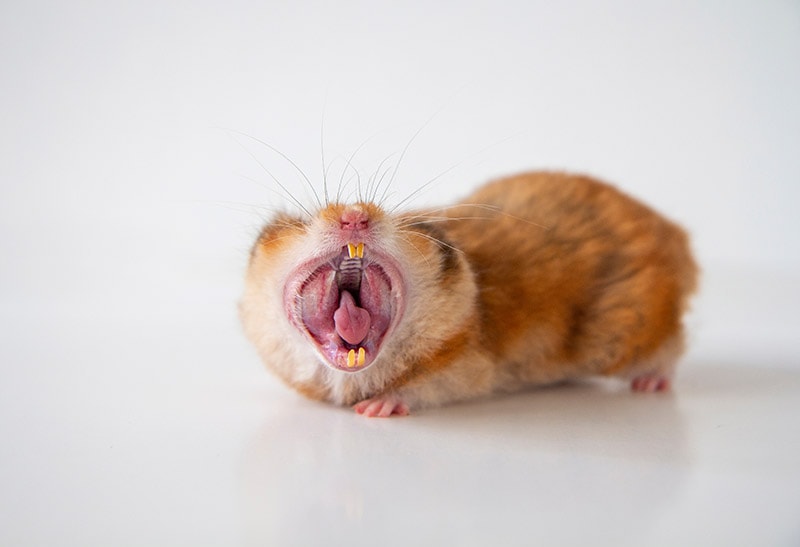 Orange hamster with mouth wide open