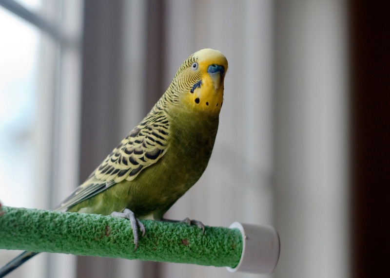 parakeet bird perching by the window