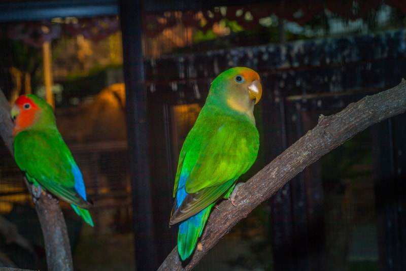 parakeet birds at night